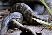 Scrub Python (Morelia kinghorni)